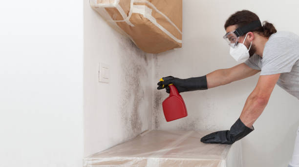Professional Basement Mold Remediation technician working in Chelsea, MA